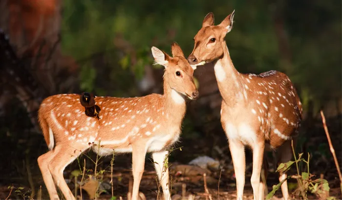 wildlife 1